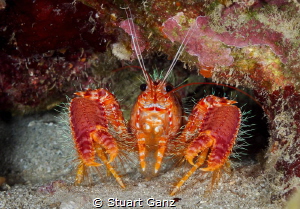 Red Hawaiian Reef Lobster by Stuart Ganz 